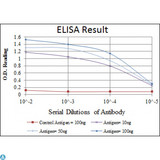 EPHA10 / EPH Receptor A10 Antibody - Western Blot (WB) analysis using EphA10 Monoclonal Antibody against human EphA10 (AA: 34-295) recombinant protein.