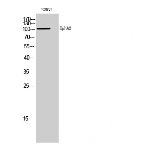 EPHA2 / EPH Receptor A2 Antibody - Western blot of EphA2 antibody
