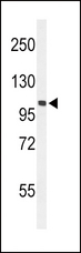 EPHA2 / EPH Receptor A2 Antibody - Western blot of hEPHA2-T45 in mouse NIH-3T3 cell line lysates (35 ug/lane). EPHA2 (arrow) was detected using the purified antibody.