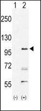EPHA2 / EPH Receptor A2 Antibody - Western blot of EPHA2 (arrow) using rabbit polyclonal hEPHA2-T45. 293 cell lysates (2 ug/lane) either nontransfected (Lane 1) or transiently transfected with the EPHA2 gene (Lane 2)