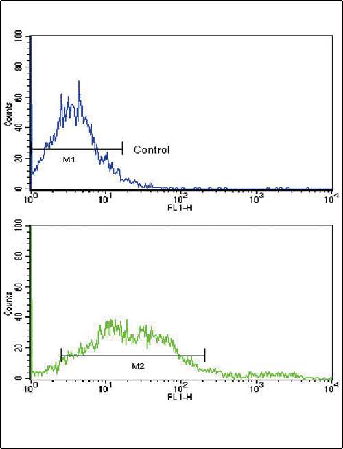 EPHA2 / EPH Receptor A2 Antibody - Flow cytometric of NCI-H292 cells using EphA2 Antibody (bottom histogram) compared to a negative control cell (top histogram). FITC-conjugated goat-anti-rabbit secondary antibodies were used for the analysis.