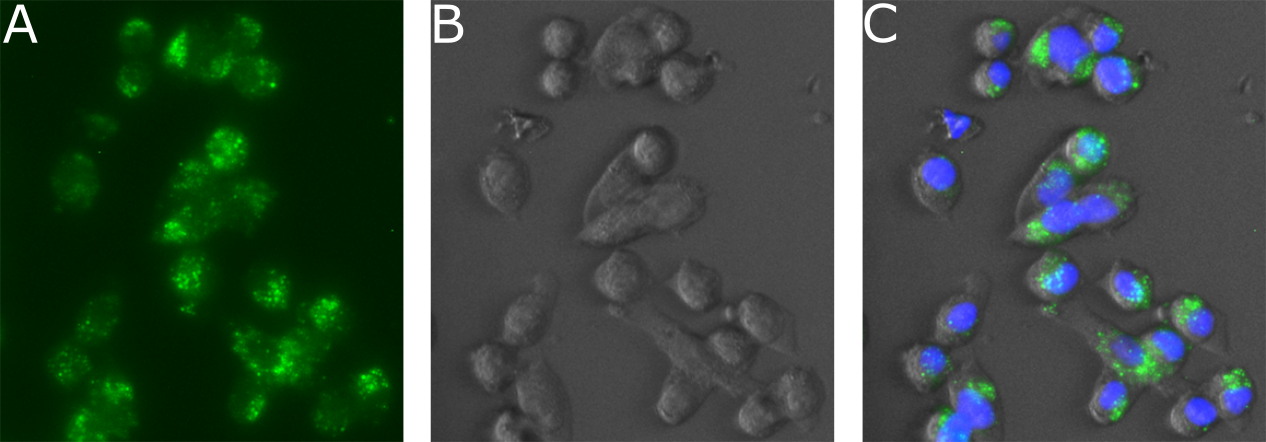 EPHA2 / EPH Receptor A2 Antibody - Immunofluorescence imaging on fixed LL/2 cells.