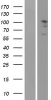 EPHA2 / EPH Receptor A2 Protein - Western validation with an anti-DDK antibody * L: Control HEK293 lysate R: Over-expression lysate