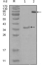 EPHA3 / EPH Receptor A3 Antibody - Western blot using EphA3 mouse monoclonal antibody against truncated Trx-EphA3 recombinant protein (1) and truncated EphA3(aa566-983)-hIgGFc transfected CHO-K1 cell lysate(2).