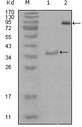 EPHA3 / EPH Receptor A3 Antibody - Western blot using EphA3 mouse monoclonal antibody against truncated Trx-EphA3 recombinant protein (1) and truncated EphA3(aa566-983)-hIgGFc transfected CHO-K1 cell lysate(2).