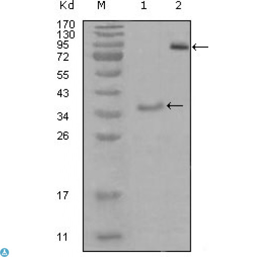 EPHA3 / EPH Receptor A3 Antibody - Western Blot (WB) analysis using EphA3 Monoclonal Antibody against truncated Trx-EphA3 recombinant protein (1) and truncated EphA3(aa566-983)-hIgGFc transfected CHO-K1 cell lysate(2).