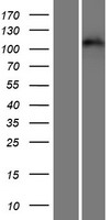 EPHA3 / EPH Receptor A3 Protein - Western validation with an anti-DDK antibody * L: Control HEK293 lysate R: Over-expression lysate