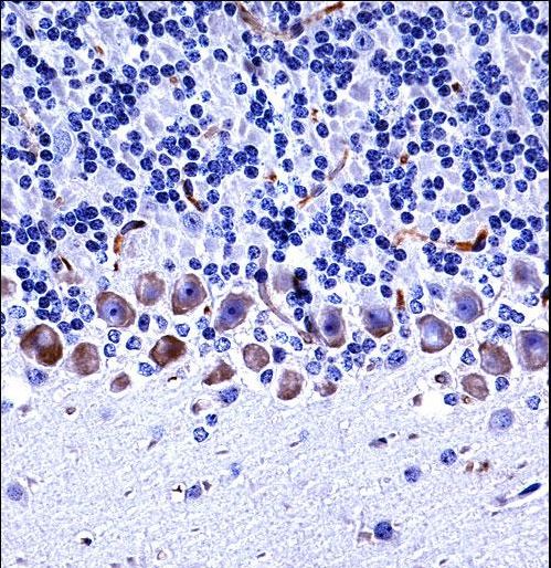 EPHA4 / EPH Receptor A4 Antibody - Mouse Epha4 Antibody immunohistochemistry of formalin-fixed and paraffin-embedded mouse cerebellum tissue followed by peroxidase-conjugated secondary antibody and DAB staining.