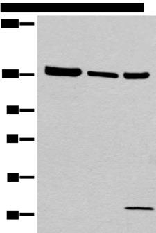 EPHA6 / EPH Receptor A6 Antibody - Western blot analysis of 293T cell Human testis tissue lysate A549 cell lysates  using EPHA6 Polyclonal Antibody at dilution of 1:800