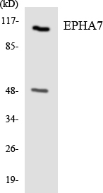 EPHA7 / EPH Receptor A7 Antibody - Western blot analysis of the lysates from HeLa cells using EPHA7 antibody.