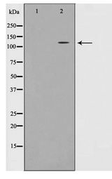 EPHA7 / EPH Receptor A7 Antibody - Western blot of JK cell lysate using EPHA7 Antibody