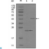 EPHA8 / EPH Receptor A8 Antibody - Western Blot (WB) analysis using EphA8 Monoclonal Antibody against truncated Trx-EphA8 recombinant protein (1) and truncated MBP-EphA8(aa70-150) recombinant protein (2).