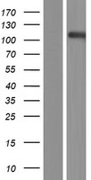 EPHA8 / EPH Receptor A8 Protein - Western validation with an anti-DDK antibody * L: Control HEK293 lysate R: Over-expression lysate