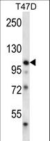 EPHB1 / EPH Receptor B1 Antibody - EPHB1 Antibody (H970) western blot of T47D cell line lysates (35 ug/lane). The EPHB1 antibody detected the EPHB1 protein (arrow).