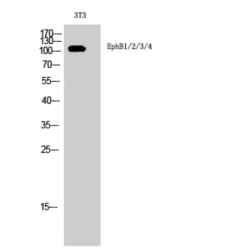 EPHB1 + EPHB2 + EPHB3 + EPHB4 Antibody - Western blot of EphB1/2/3/4 antibody