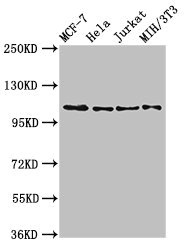 EPHB3 / EPH Receptor B3 Antibody - Positive Western Blot detected in MCF-7 whole cell lysate, Hela whole cell lysate, Jurkat whole cell lysate, NIH/3T3 whole cell lysate. All lanes: EPHB3 antibody at 2.7 µg/ml Secondary Goat polyclonal to rabbit IgG at 1/50000 dilution. Predicted band size: 111 KDa. Observed band size: 111 KDa