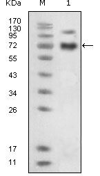 EPHB4 / EPH Receptor B4 Antibody - EphB4 Antibody in Western Blot (WB)