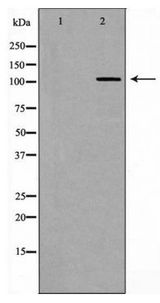 EPHB4 / EPH Receptor B4 Antibody - Western blot of EPHB4 expression in 293 cell extract
