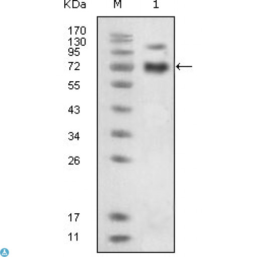 EPHB4 / EPH Receptor B4 Antibody - Confocal Immunofluorescence (IF) analysis of methanol-fixed HEK293 cells trasfected with EphB4-hIgGFc using EphB4 Monoclonal Antibody (green), showing membrane localization. Blue: DRAQ5 fluorescent DNA dye.