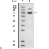 EPHB4 / EPH Receptor B4 Antibody - Confocal Immunofluorescence (IF) analysis of methanol-fixed HEK293 cells trasfected with EphB4-hIgGFc using EphB4 Monoclonal Antibody (green), showing membrane localization. Blue: DRAQ5 fluorescent DNA dye.