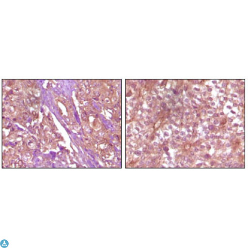 EPHB4 / EPH Receptor B4 Antibody - Western Blot (WB) analysis using EphB4 Monoclonal Antibody against truncated EphB4 recombinant protein.