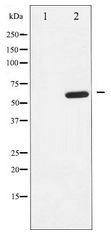 Ephrin B1+B2 Antibody - Western blot of EFNB1/2 expression in EGF treated 293 whole cell lysates,The lane on the left is treated with the antigen-specific peptide.