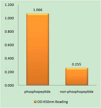 Ephrin B1+B2 Antibody - The absorbance readings at 450 nM are shown in the ELISA figure.