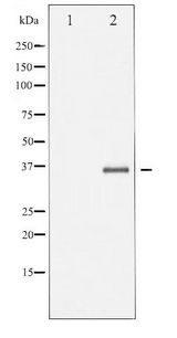 Ephrin B1+B2 Antibody - Western blot of EFNB1/2 phosphorylation expression in TNF-a treated 293 whole cell lysates,The lane on the left is treated with the antigen-specific peptide.