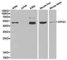 EPHX1 / Epoxide Hydrolase 1 Antibody - Western blot of extracts of various cell lines, using EPHX1 antibody.