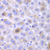EPHX1 / Epoxide Hydrolase 1 Antibody - Immunohistochemistry of paraffin-embedded mouse liver tissue.