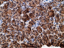 EPHX2 / Epoxide Hydrolase 2 Antibody - Immunohistochemical staining of paraffin-embedded Human pancreas tissue using anti-EPHX2 mouse monoclonal antibody.