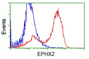 EPHX2 / Epoxide Hydrolase 2 Antibody - HEK293T cells transfected with either overexpress plasmid (Red) or empty vector control plasmid (Blue) were immunostained by anti-EPHX2 antibody, and then analyzed by flow cytometry.