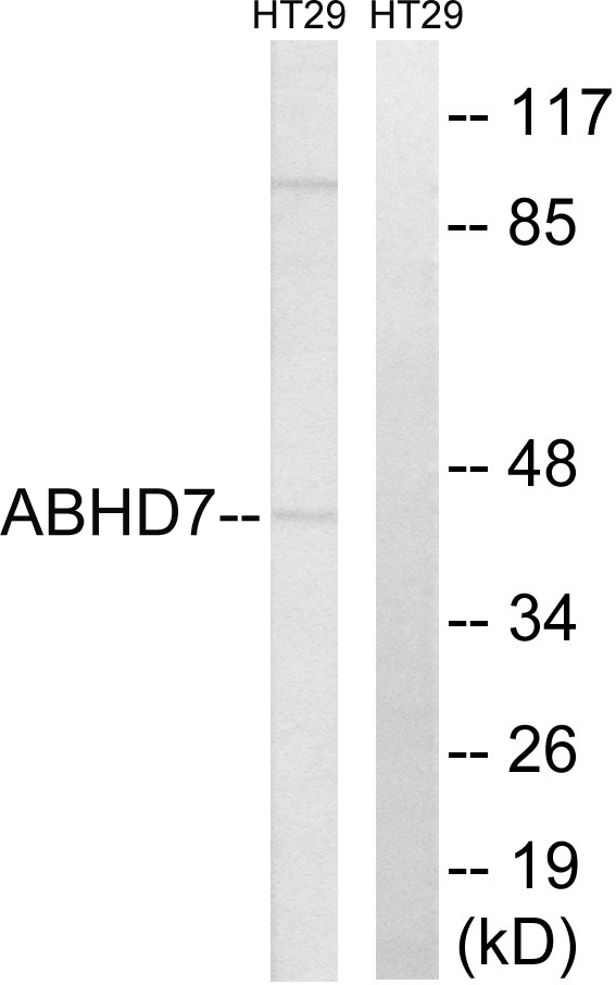 EPHX4 / Epoxide Hydrolase 4 Antibody - Western blot analysis of lysates from HT-29 cells, using ABHD7 Antibody. The lane on the right is blocked with the synthesized peptide.