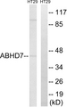 EPHX4 / Epoxide Hydrolase 4 Antibody - Western blot analysis of lysates from HT-29 cells, using ABHD7 Antibody. The lane on the right is blocked with the synthesized peptide.