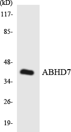EPHX4 / Epoxide Hydrolase 4 Antibody - Western blot analysis of the lysates from HeLa cells using ABHD7 antibody.
