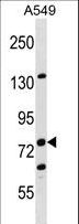 EPLIN Antibody - LIMA1 Antibody western blot of A549 cell line lysates (35 ug/lane). The LIMA1 antibody detected the LIMA1 protein (arrow).