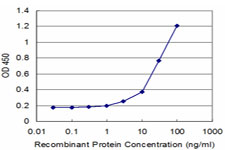 EPM2A / Laforin Antibody - Detection limit for recombinant GST tagged EPM2A is approximately 3 ng/ml as a capture antibody.