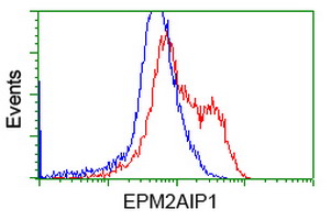 EPM2AIP1 Antibody - HEK293T cells transfected with either overexpress plasmid (Red) or empty vector control plasmid (Blue) were immunostained by anti-EPM2AIP1 antibody, and then analyzed by flow cytometry.