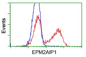 EPM2AIP1 Antibody - HEK293T cells transfected with either overexpress plasmid (Red) or empty vector control plasmid (Blue) were immunostained by anti-EPM2AIP1 antibody, and then analyzed by flow cytometry.