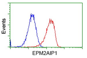 EPM2AIP1 Antibody - Flow cytometry of HeLa cells, using anti-EPM2AIP1 antibody, (Red), compared to a nonspecific negative control antibody, (Blue).