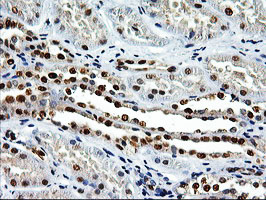 EPM2AIP1 Antibody - IHC of paraffin-embedded Human Kidney tissue using anti-EPM2AIP1 mouse monoclonal antibody.