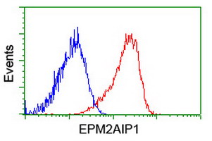 EPM2AIP1 Antibody - Flow cytometry of HeLa cells, using anti-EPM2AIP1 antibody (Red), compared to a nonspecific negative control antibody (Blue).