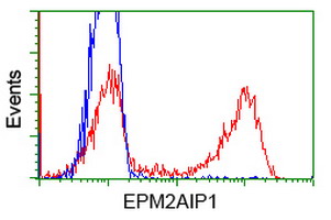 EPM2AIP1 Antibody - HEK293T cells transfected with either overexpress plasmid (Red) or empty vector control plasmid (Blue) were immunostained by anti-EPM2AIP1 antibody, and then analyzed by flow cytometry.