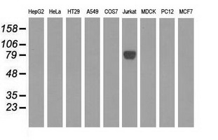 EPM2AIP1 Antibody - Western blot of extracts (35 ug) from 9 different cell lines by using anti-EPM2AIP1 monoclonal antibody.