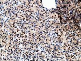 EPM2AIP1 Antibody - IHC of paraffin-embedded Human pancreas tissue using anti-EPM2AIP1 mouse monoclonal antibody.