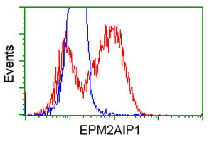 EPM2AIP1 Antibody - HEK293T cells transfected with either overexpress plasmid (Red) or empty vector control plasmid (Blue) were immunostained by anti-EPM2AIP1 antibody, and then analyzed by flow cytometry.