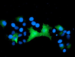 EPN2 Antibody - Anti-EPN2 mouse monoclonal antibody immunofluorescent staining of COS7 cells transiently transfected by pCMV6-ENTRY EPN2.