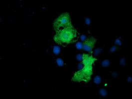EPN2 Antibody - Anti-EPN2 mouse monoclonal antibody immunofluorescent staining of COS7 cells transiently transfected by pCMV6-ENTRY EPN2.