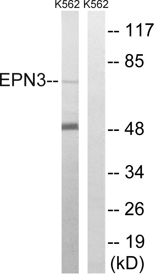 EPN3 Antibody - Western blot analysis of lysates from K562 cells, using EPN3 Antibody. The lane on the right is blocked with the synthesized peptide.