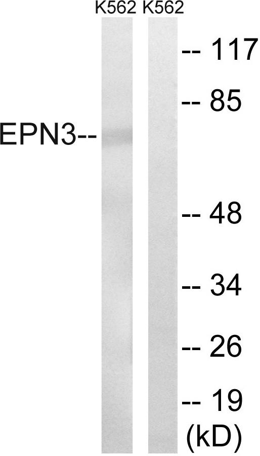 EPN3 Antibody - Western blot analysis of extracts from K562 cells, using EPN3 antibody.